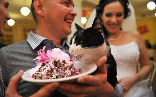 кошки на свадьбе