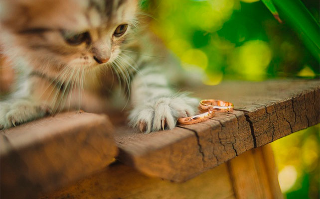 кошки на свадьбе