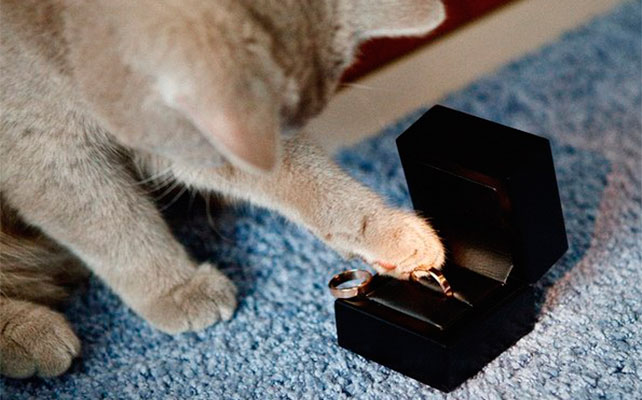 кошки на свадьбе