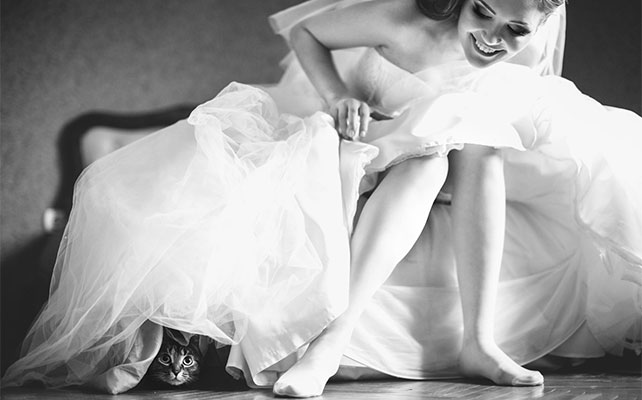 кошки на свадьбе
