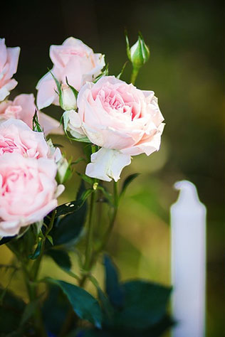 Фотопроект Blogger Bride. Часть 2, розы