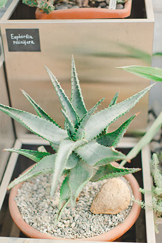 утро невесты в стиле бохо, кактусы в оранжерее