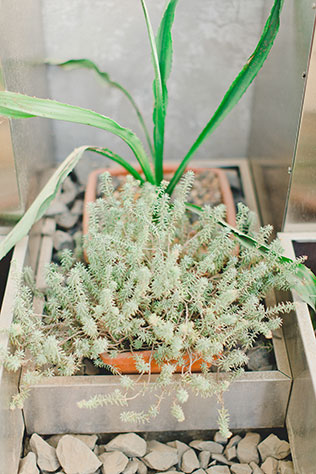 утро невесты в стиле бохо, кактусы в оранжерее