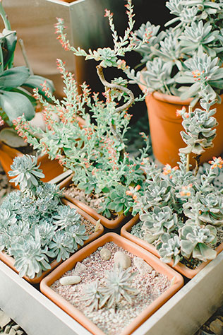 утро невесты в стиле бохо, кактусы в оранжерее