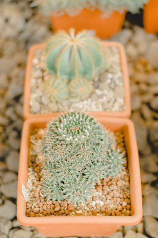 утро невесты в стиле бохо, кактусы в оранжерее