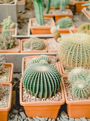 утро невесты в стиле бохо, кактусы в оранжерее