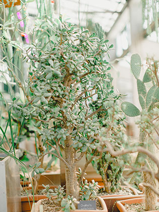 утро невесты в стиле бохо, кактусы в оранжерее