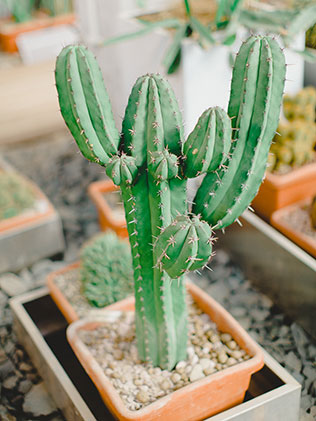 утро невесты в стиле бохо, кактусы в оранжерее