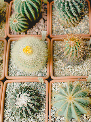 утро невесты в стиле бохо, кактусы в оранжерее