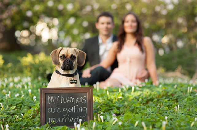домашние любимцы на свадьбе, помолвка