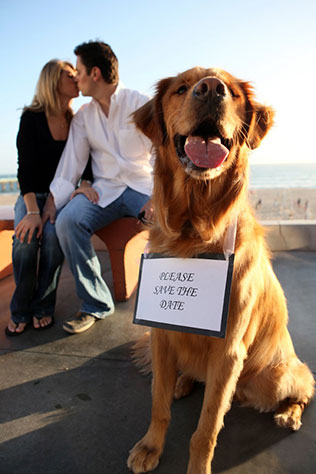 домашние любимцы на свадьбе, помолвка