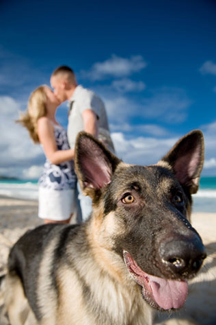 домашние любимцы на свадьбе, помолвка