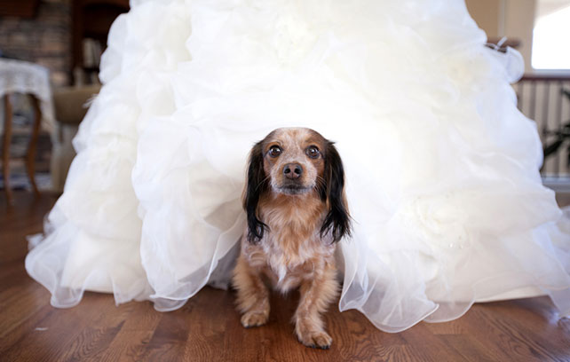 домашние любимцы на свадьбе, утро невесты