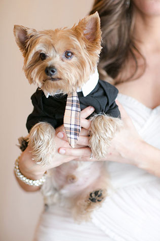 домашние любимцы на свадьбе, утро невесты