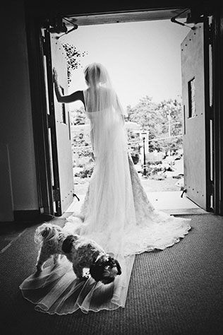 домашние любимцы на свадьбе, утро невесты