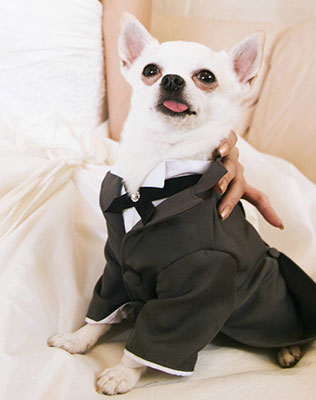 домашние любимцы на свадьбе, утро невесты