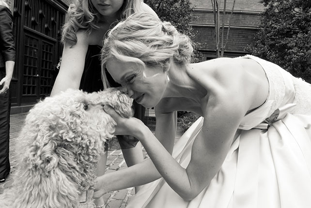 домашние любимцы на свадьбе, утро невесты