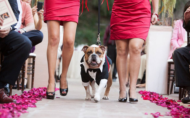 домашние любимцы на свадьбе, церемония