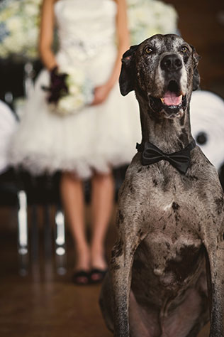 домашние любимцы на свадьбе, церемония