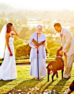 домашние любимцы на свадьбе, церемония