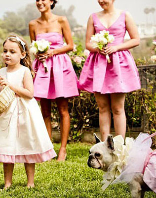 домашние любимцы на свадьбе, церемония