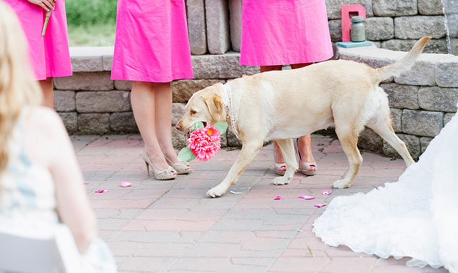 домашние любимцы на свадьбе, церемония