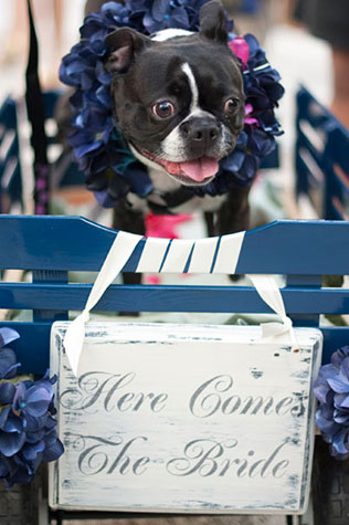 домашние любимцы на свадьбе, церемония