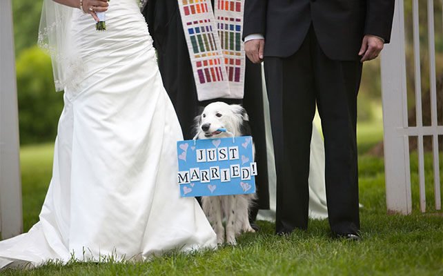 домашние любимцы на свадьбе, церемония