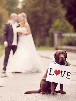 домашние любимцы на свадьбе, фотосессия с любимцем