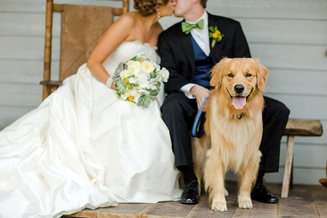 домашние любимцы на свадьбе, фотосессия с любимцем