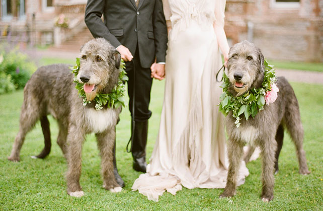 домашние любимцы на свадьбе, фотосессия с любимцем