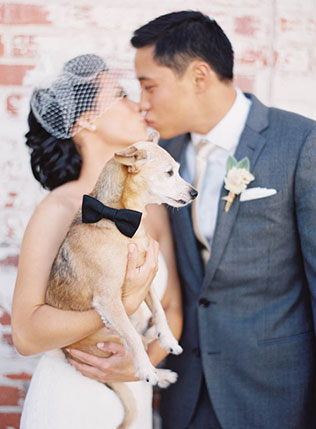 домашние любимцы на свадьбе, фотосессия с любимцем