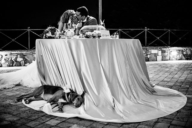 домашние любимцы на свадьбе, фотосессия с любимцем