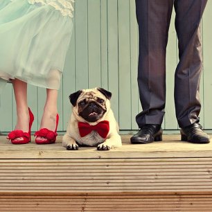 5 способов сделать домашних любимцев участниками вашей свадьбы