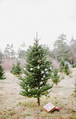 Свадьба в деталях: ели и еловые ветки 