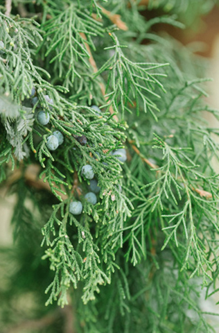 Свадьба в деталях: ели и еловые ветки 
