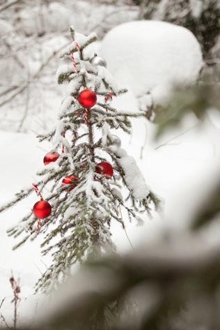 Свадьба в деталях: ели и еловые ветки 
