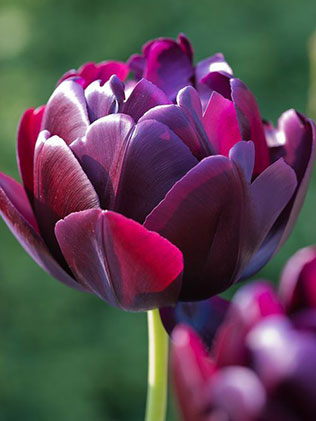 тюльпаны в свадебном декоре, сорта тюльпанов