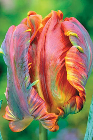 тюльпаны в свадебном декоре, сорта тюльпанов