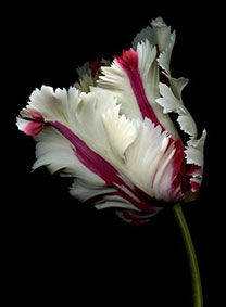 тюльпаны в свадебном декоре, сорта тюльпанов