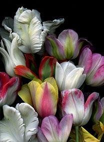 тюльпаны в свадебном декоре, сорта тюльпанов