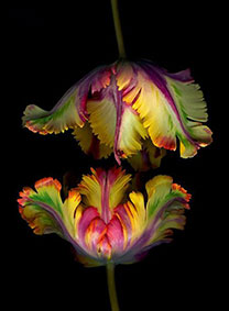 тюльпаны в свадебном декоре, сорта тюльпанов