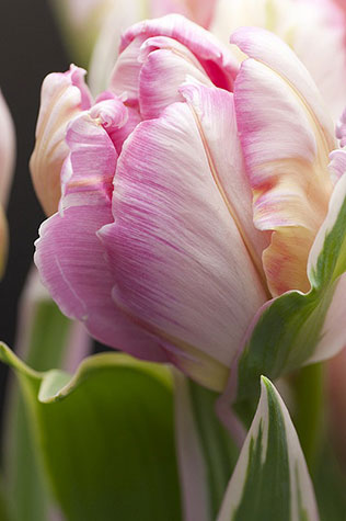 тюльпаны в свадебном декоре, сорта тюльпанов