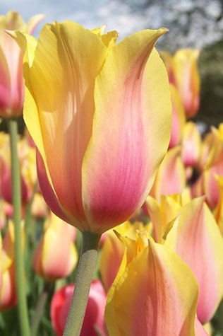 тюльпаны в свадебном декоре, сорта тюльпанов