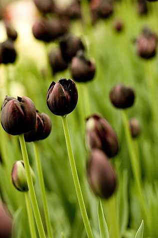тюльпаны, темные тюльпаны, тюльпаны черные, коричневые тюльпаны, тюльпаны  цветы