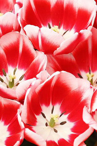 тюльпаны в свадебном декоре, сорта тюльпанов