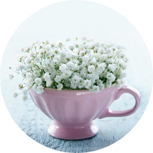 Флористы о цветах: универсальная гипсофила