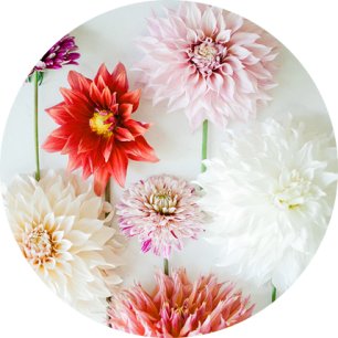 Флористы о цветах: благородная георгина