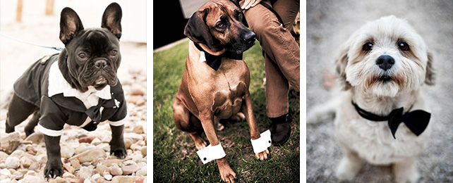 Домашние питомцы на свадьбе