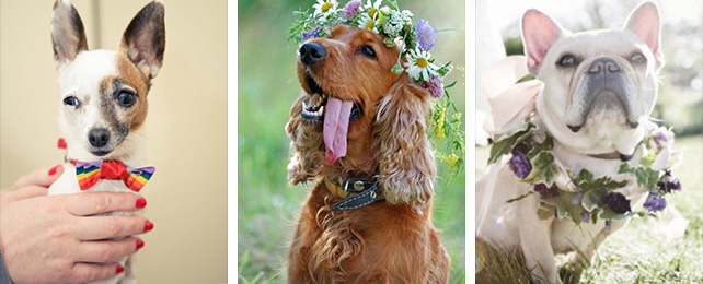 Домашние питомцы на свадьбе